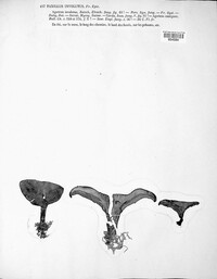 Paxillus involutus image